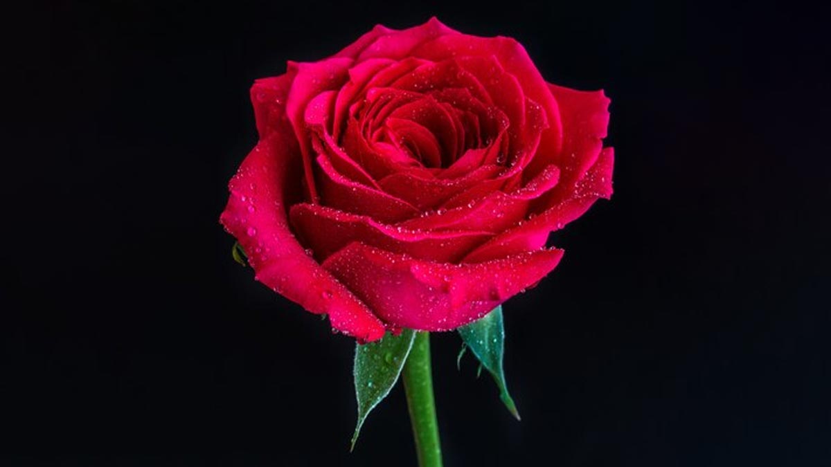 From Skin Care to Digestive Aid, Rose Has Numerous Health Benefits